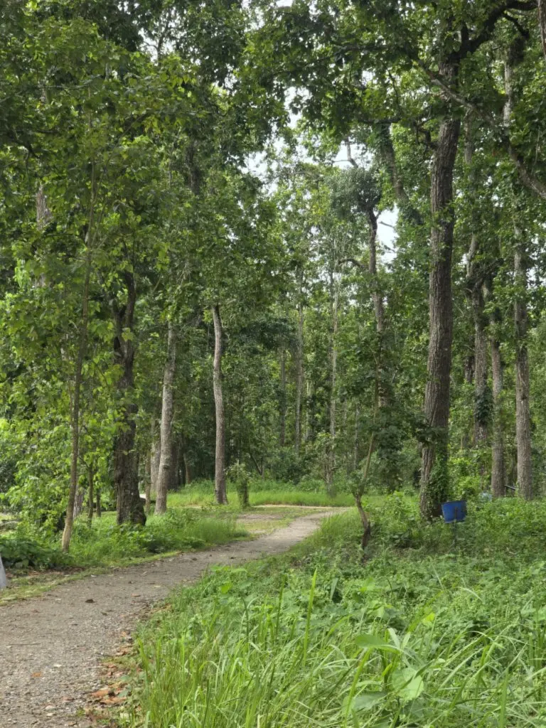 A narrow dirt path leads through a dense, lush green forest bordered by tall tree trunks and thick undergrowth.